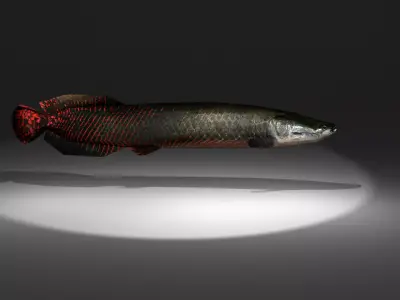 Arapaima fish with light shining Low-poly 3D model