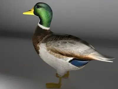The Duck Low-poly 3D model