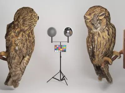 Owl 05 Low-poly 3D model