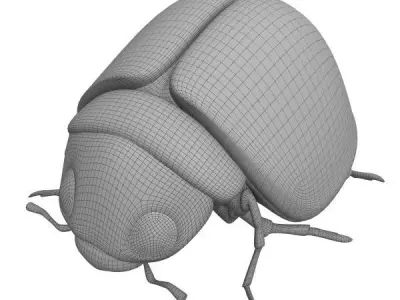 Ladybird ladybug 3D model