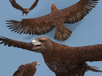 Pro Eagle - 8k - 3d animated 3D model