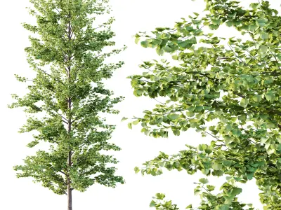 Maidenhair Ginkgo Biloba Tree 03 3D model