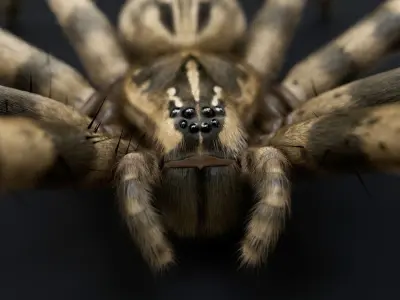 Fishing Spider Low-poly 3D model