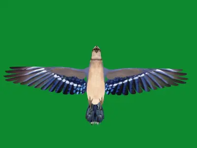 Blue Jay Bird Low-poly 3D model
