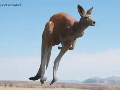 Kangaroo Fur Animated Rigged 3D model