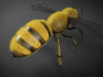 Honey bee 3D model