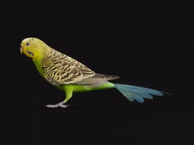 Budgerigar Budgie Bird Low-poly 3D model