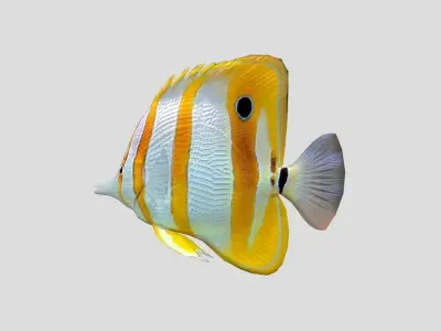 Chelmon rostratus Low-poly 3D model