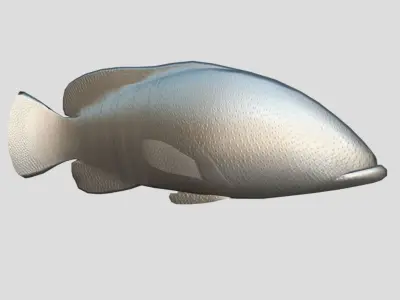 Coral Grouper Realistic Animated Low-poly 3D model
