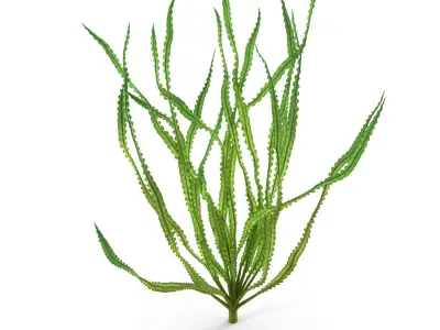 Crinum calamistratum 3D model