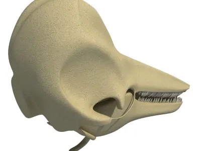 Realistic Dolphin Skull 3D model