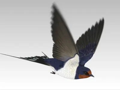 Barn Swallow Low-poly 3D model