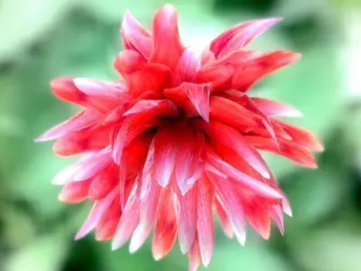 2020 XfrogPlants Flowers 1 Library  3D model