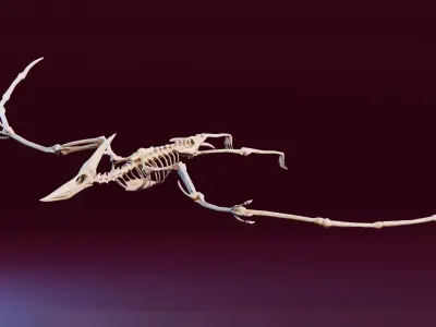 Realistic Ancient Reptilians Fossil - Pteranodon Low-poly 3D model