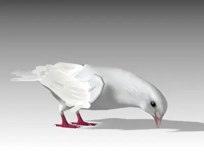 White Dove Low-poly 3D model