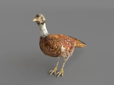 Pheasant 3D 3D model