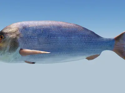 Snapper Photorealistic sea fish 3D Model Rigged Animated Low-poly 3D model