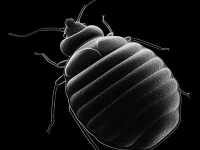 BedBug bed bug 3D model