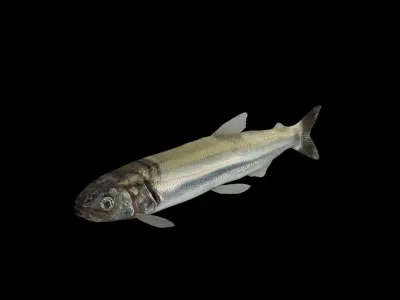 Eulachon aka Candlefish 3D model