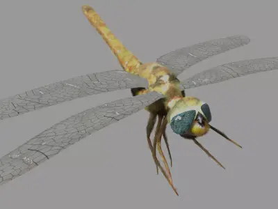 dragonfly Low-poly 3D model