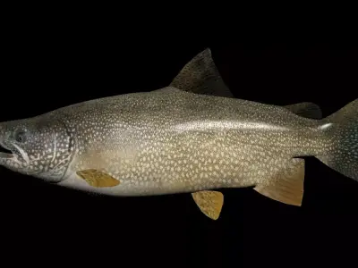 Lake Trout 3D model