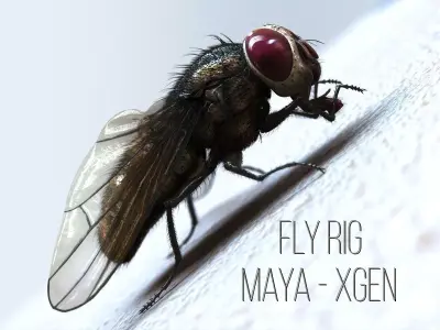 Fly RIG  Xgen 3D model