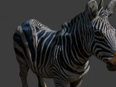 Zebra 3d Model Free Free 3D model