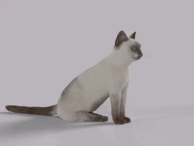 Balinese Cat Low-poly 3D model