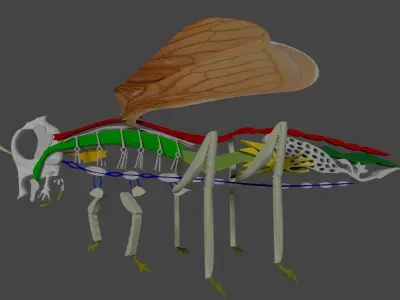 Mosquitoes bug with wings Low-poly 3D model