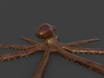 Octopus Low-poly 3D model