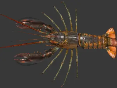 Homarus americanus   lobster Low-poly 3D model