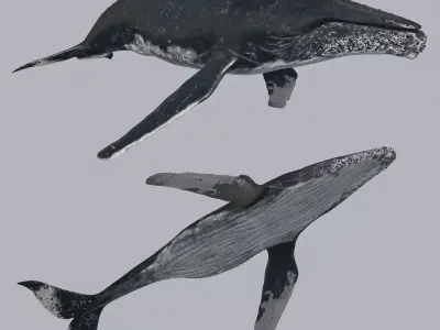 Accurate Humpback Whale 8K - 3d animated 3D model
