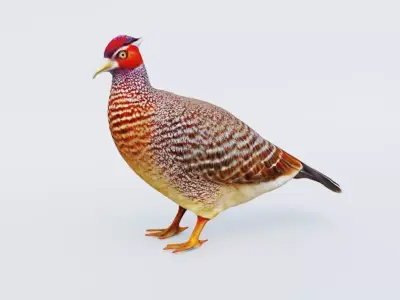 Pheasant Free 3D model