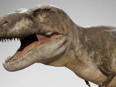 Accurate - Tyrannosaurus rex RIG Low-poly 3D model