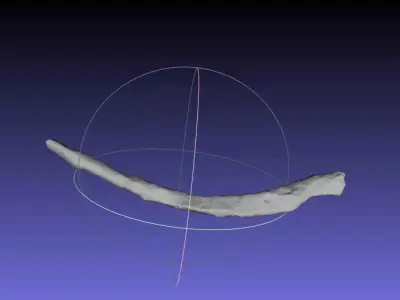 Psittacosaurus Right Dorsal Rib 1 Free 3D print model