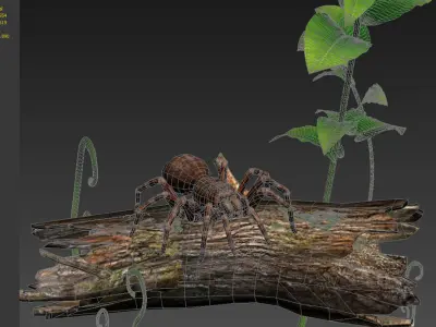 Spider black widow tarantula tarantula Insects 3D model