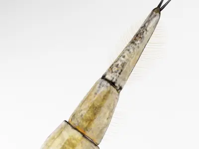 Acilius Sulcatus Larvae 3D model