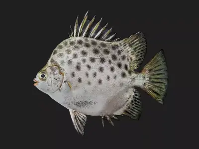 Spottedscat Low-poly 3D model