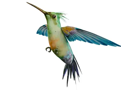 Humming Bird 3D model