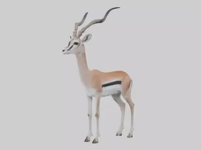 Soemmerrings gazelle Low-poly 3D model