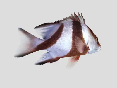 Emperor Red Snapper Fish Low-poly 3D model