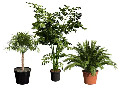 Indoor Potted Palm Collection  Low-poly 3D model
