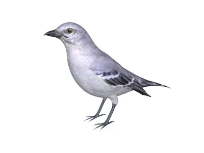 Mocking bird Low-poly 3D model
