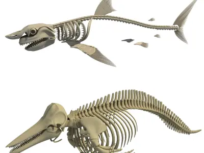 White Shark and Dolphin Skeletons 3D model