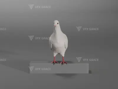 White Pigeon Animation -  VFX Grace 3D model