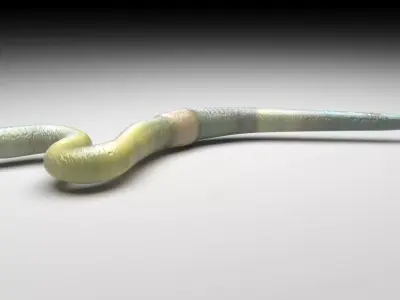 Green Worm 3D model
