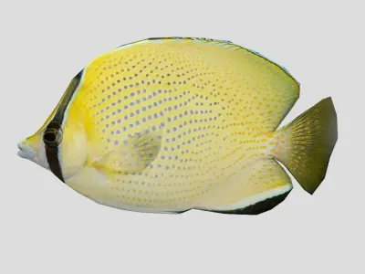 Speckled Butterflyfish Low-poly 3D model