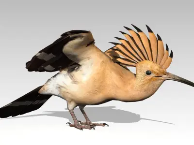Hoopoe Low-poly 3D model