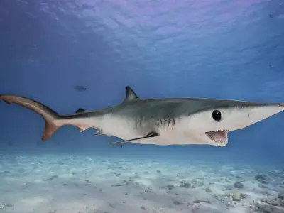 Realistic Blue Shark Animated 3D model