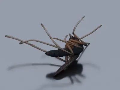 Dead mosquito Low-poly 3D model